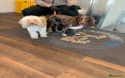 Cockapoo dogs for sale: Cockapoo puppies  - Image 2