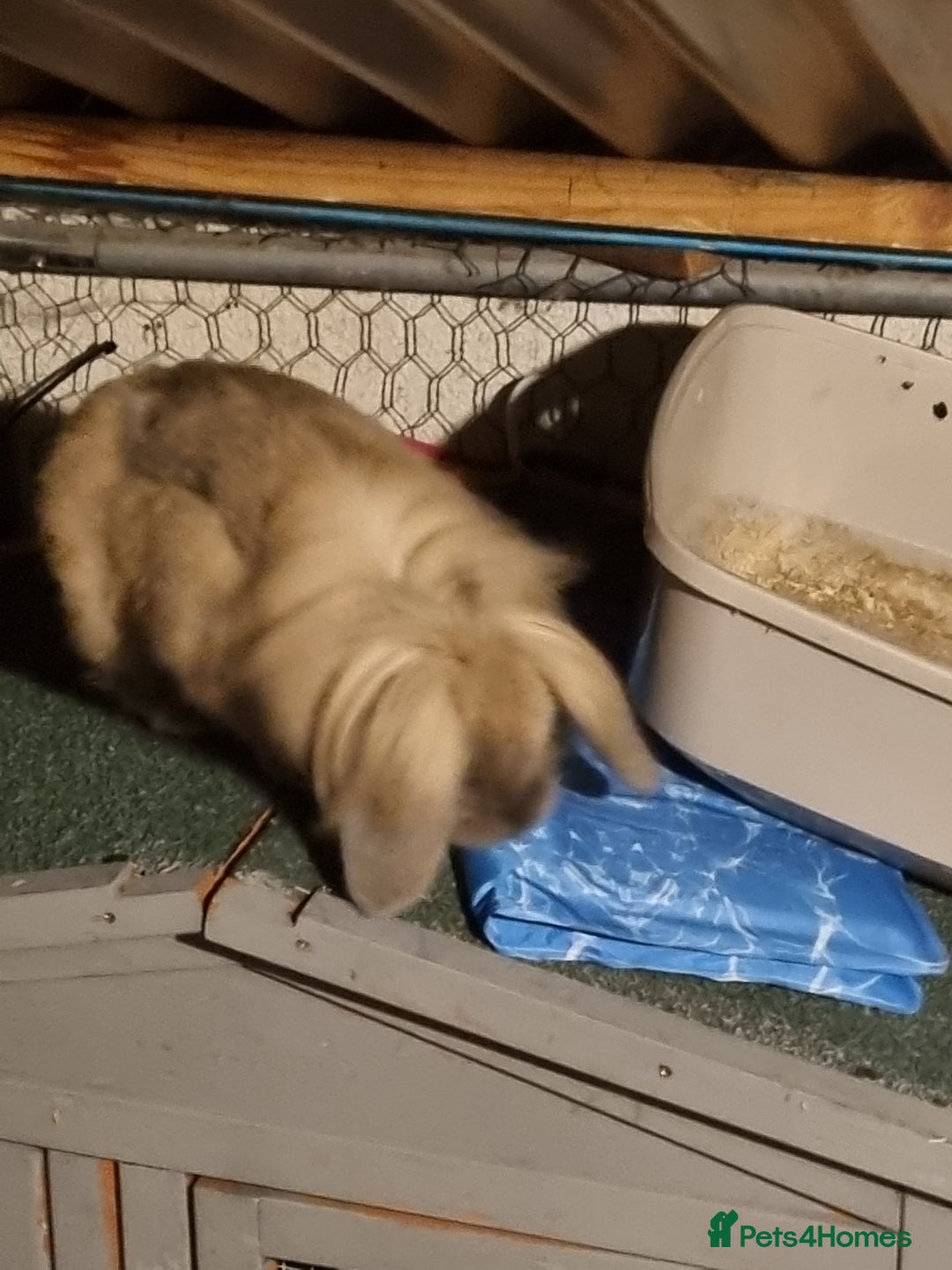 Lionhead rabbits for sale: Hi I am cocoa - Image 2
