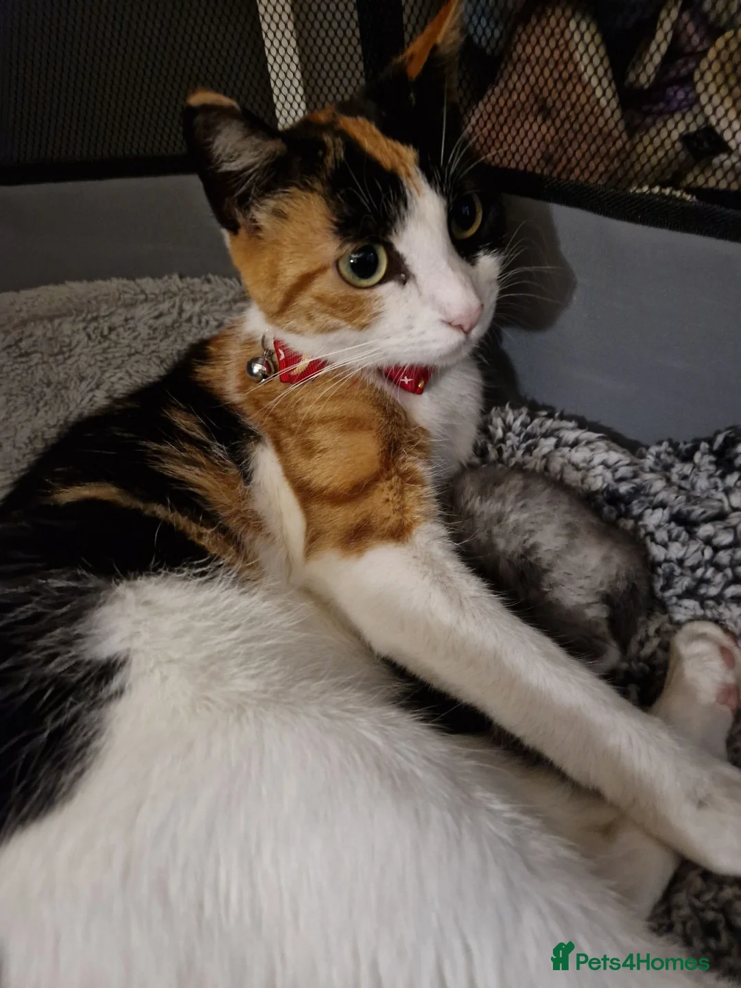 Mixed Breed cats for sale: Maine coon x british shorthair mix - Advert 2