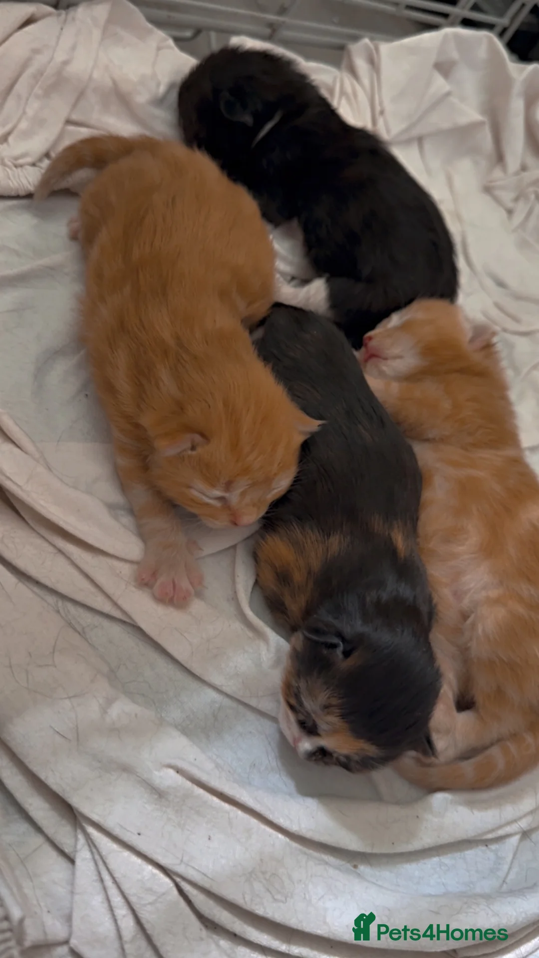 Mixed Breed cats for sale: Kittens - Advert 6