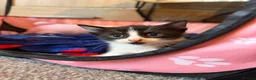 Domestic Shorthair cats for sale: 3 beautiful kittens in Winsford - Advert 3
