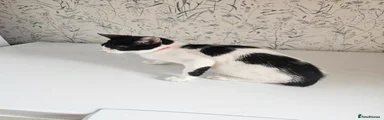 Male red collar 