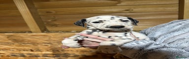 Dalmatian Puppy 3