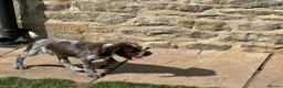 German Wirehaired Pointer dogs for sale: Ready to go Wiredhaired German pointer pups  - Advert 3