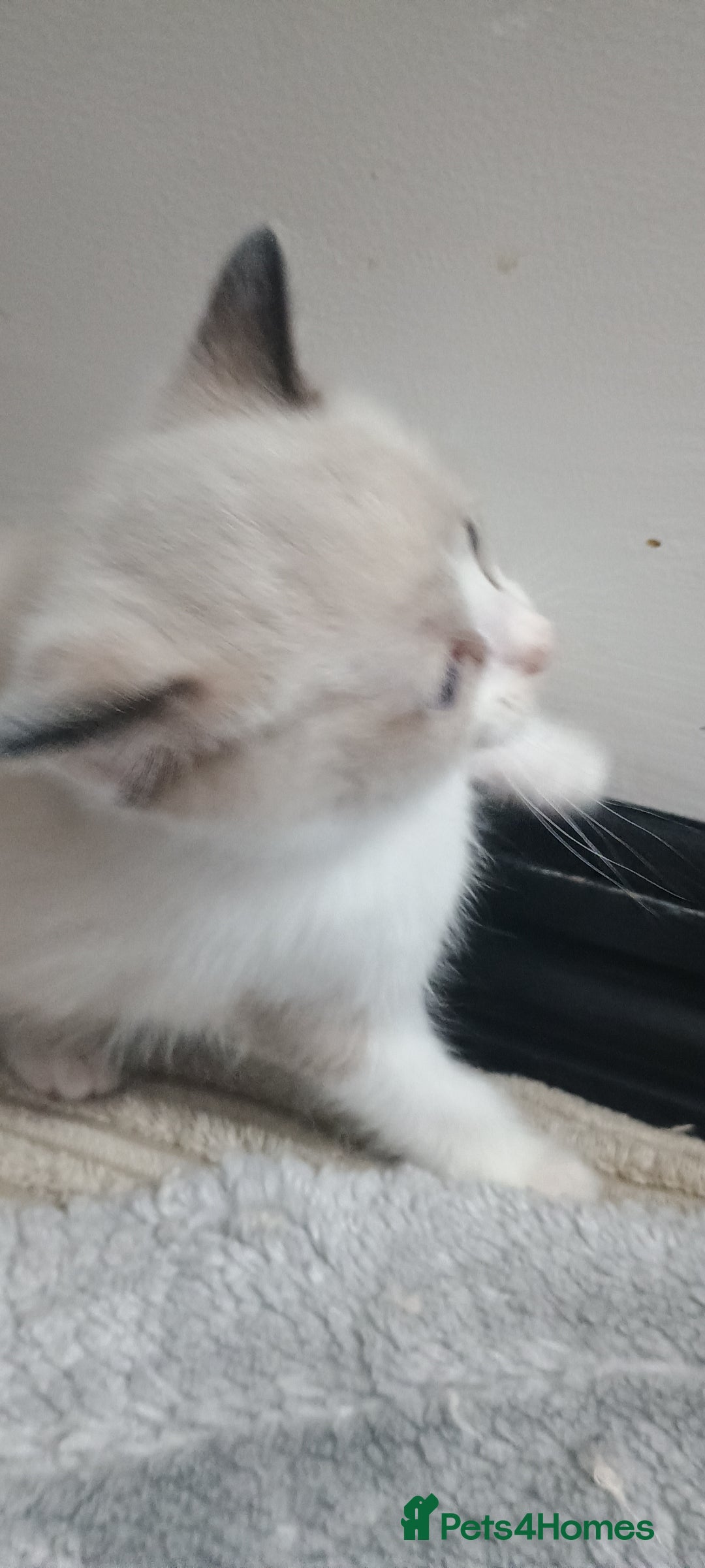 Ragdoll cats for sale: 3 quarters RAGDOLL KITTENS FOR SALE £150 - Image 27