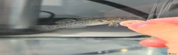 Other/Mixed Breed fish for sale: Purple spotted gudgeon with tank set  in Nottingham - Advert 1