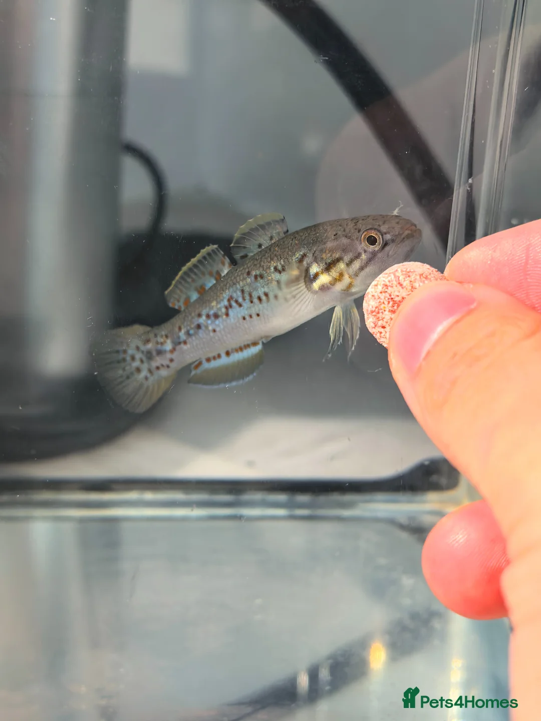 Other/Mixed Breed fish for sale: Purple spotted gudgeon with tank set  in Nottingham - Advert 1