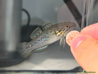 Other/Mixed Breed fish Purple spotted gudgeon with tank set - Advert 1