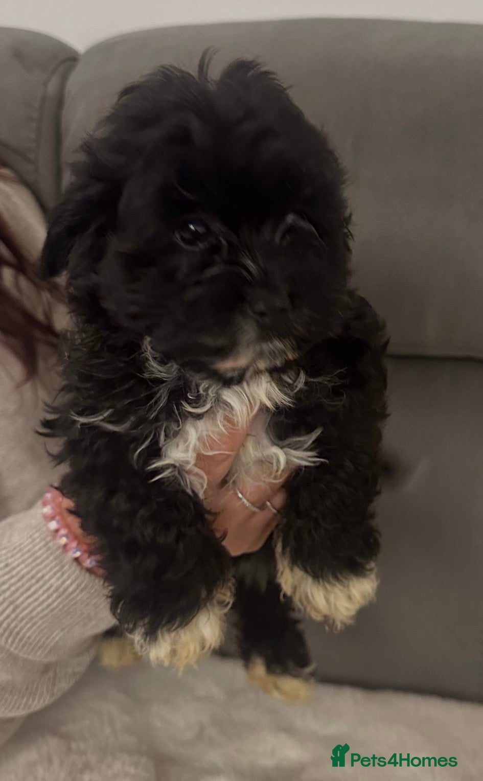 Mixed Breed dogs for sale: Cavapoochon puppies  in Worthing - Advert 3