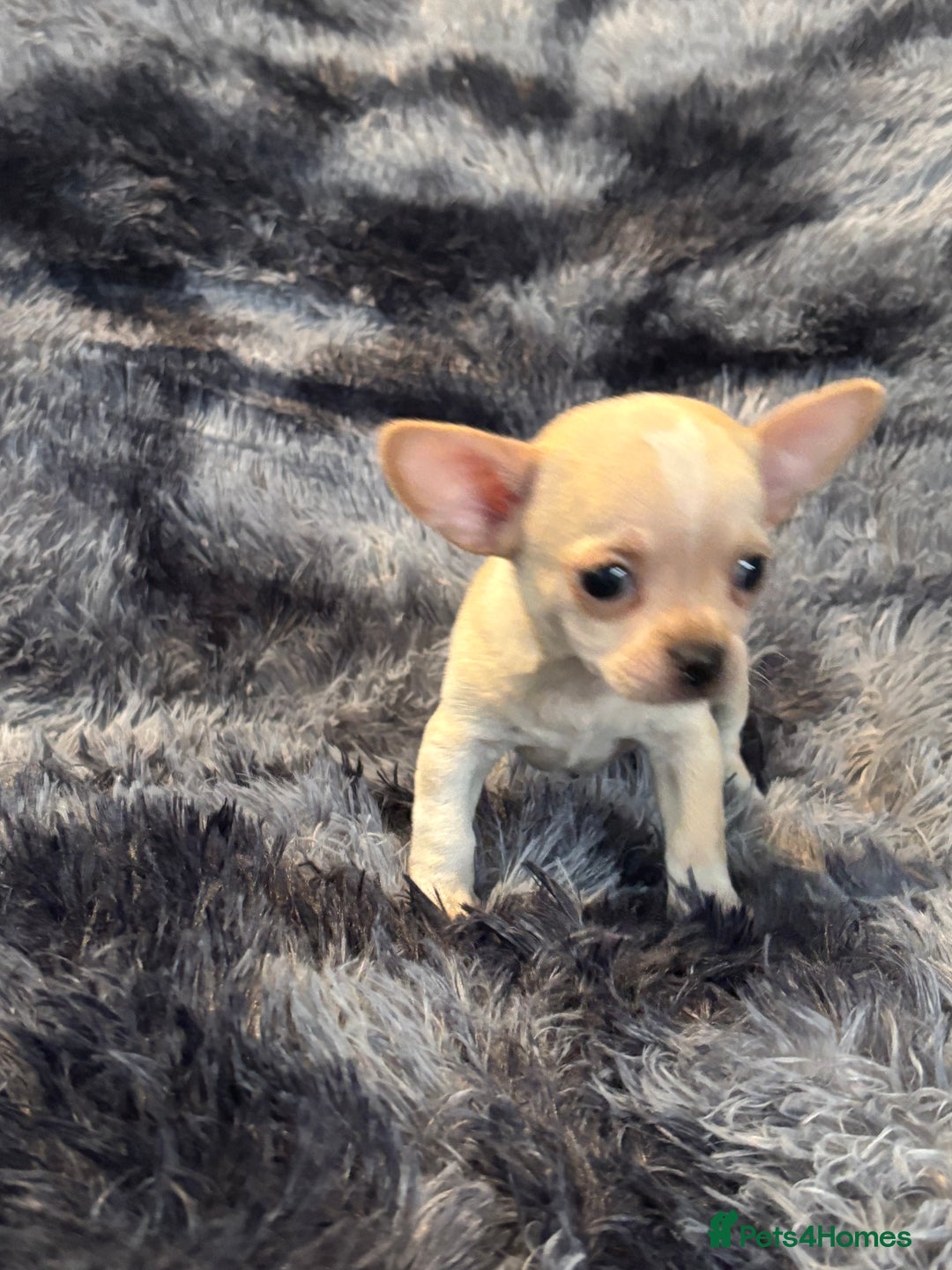 Chihuahua dogs for sale: Chihuahua puppy’s  - Image 26