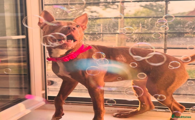 Mixed Breed dogs - Advert 1