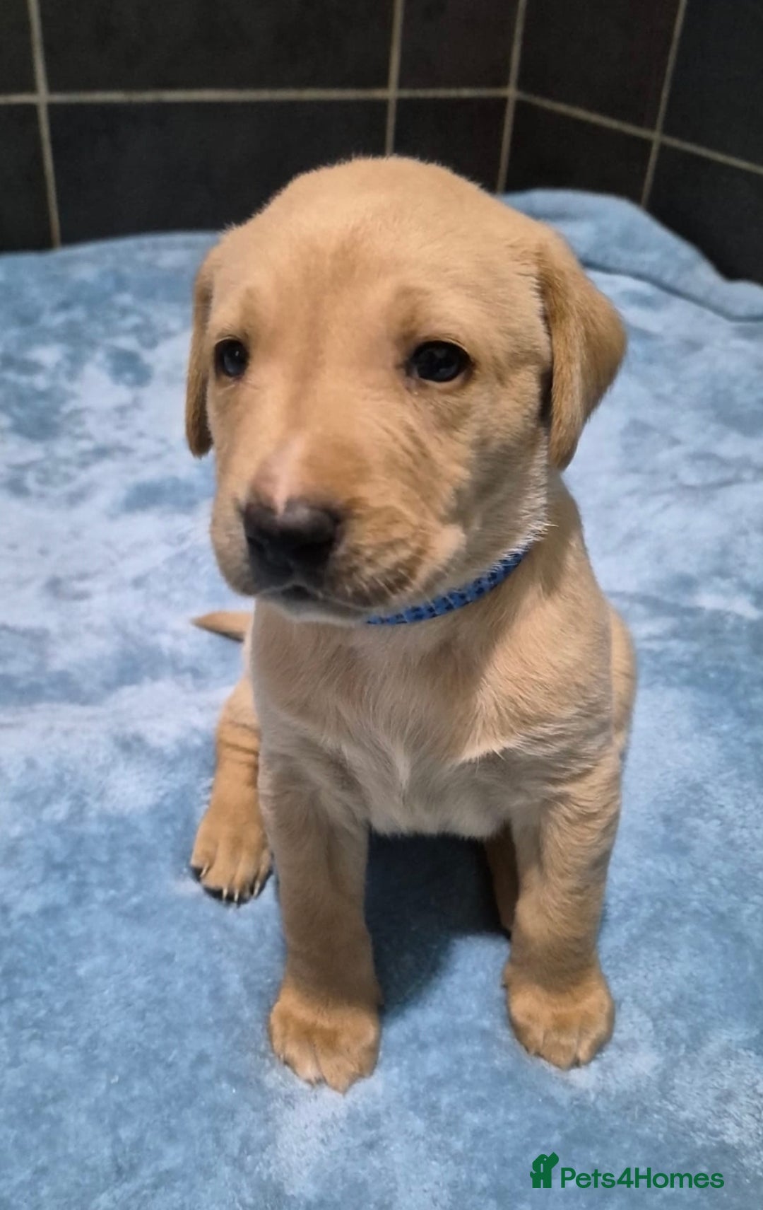 Labrador Retriever dogs for sale: Labrador retriver black and fox red puppies - Advert 7