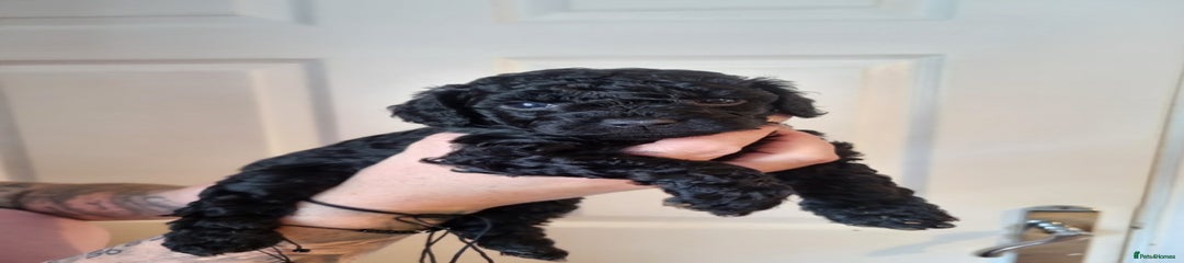 Cockapoo Puppy 6