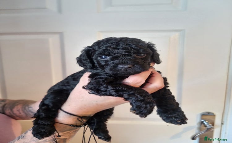 Cockapoo dogs - Advert 3
