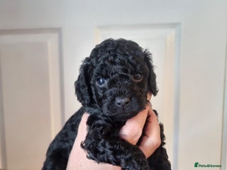 Cockapoo dogs - Advert 36