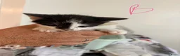 Mixed Breed cats for sale: 10 playful kittens boys and girls available - Advert 4