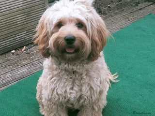 Cavapoo dogs STUD in exchange for one of the puppies - Advert 2