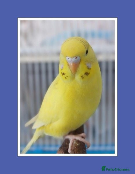 Budgerigars birds Outstanding pet baby budgies priced from £25 - Advert 1