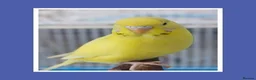 Budgerigars birds for sale: Outstanding pet baby budgies priced from £25 - Advert 7