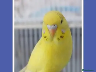 Budgerigars birds Outstanding pet baby budgies priced from £25 - Advert 1