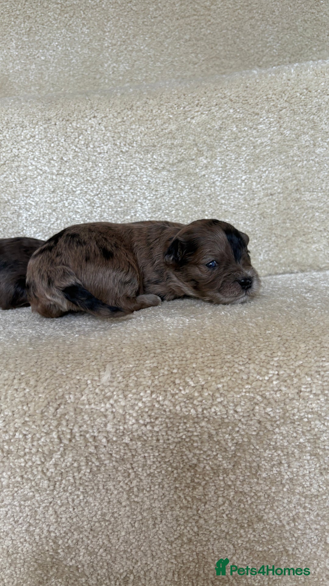 Lhasapoo dogs for sale: 9 stunning lhasapoo’s  - Image 16