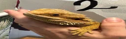 Bearded Dragon reptiles for sale: Adult bearded dragon RTB - Advert 3