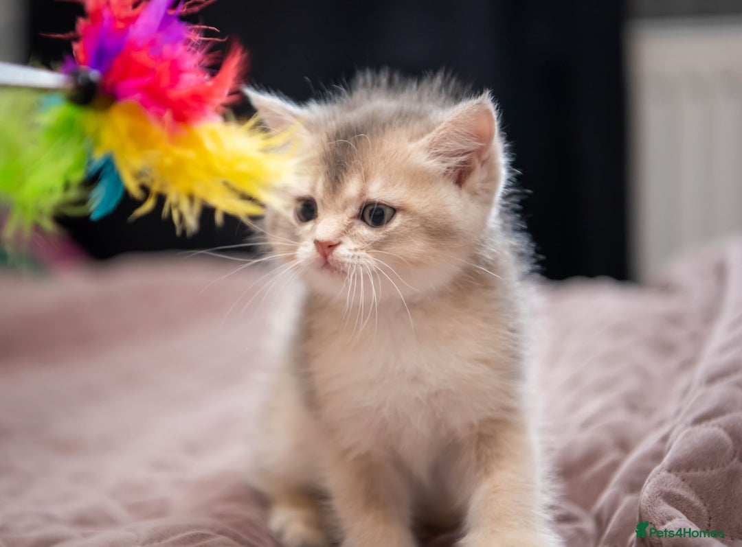 British Shorthair cats for sale: British shorthair kittens  - Image 15