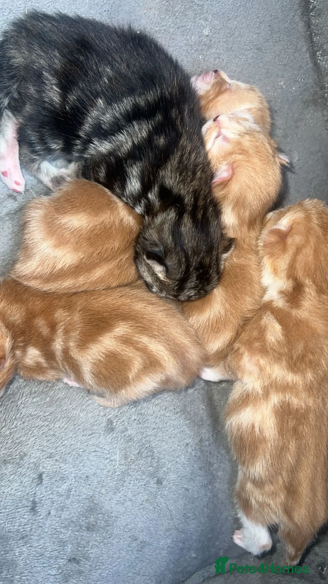 British Shorthair cats for sale: British short hair kittens  - Advert 1