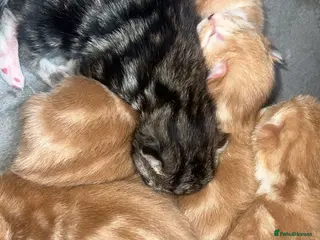 British Shorthair cats British short hair kittens - Advert 1