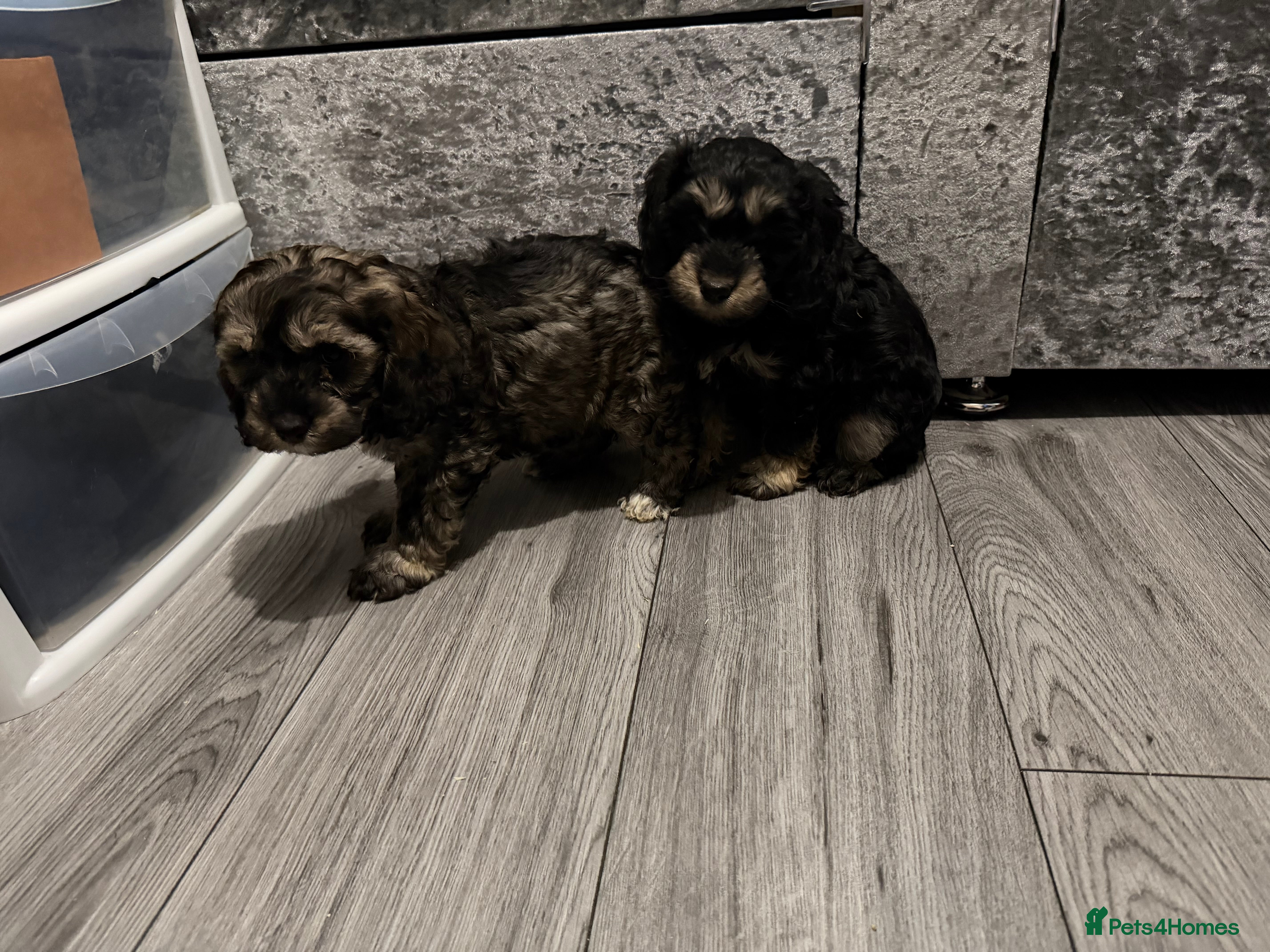 Cockapoo dogs Cocker poo puppies for sale  - Advert 6