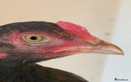 Chickens poultry for sale: Pure Miawali Aseel Stags - Image 3