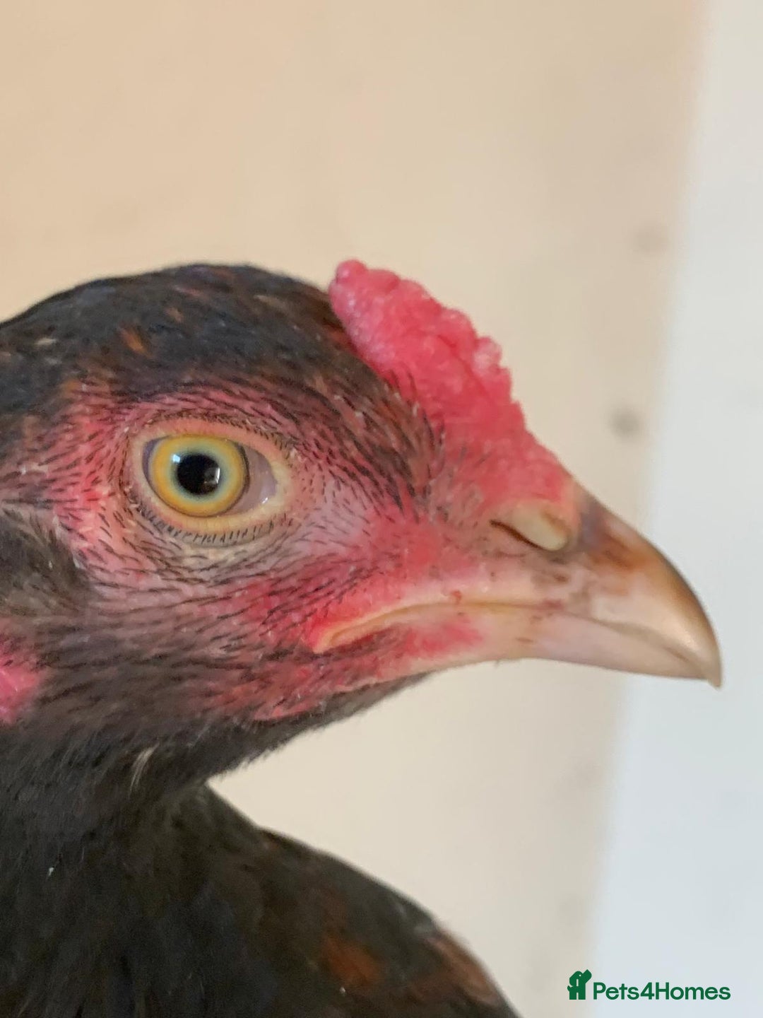 Chickens poultry for sale: Pure Miawali Aseel Stags - Image 3