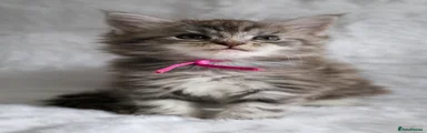 Maine Coon Kitten 3