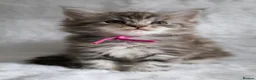 Maine Coon cats for sale: Ready to go, stunning TICA Registered Maine Coons - Advert 21