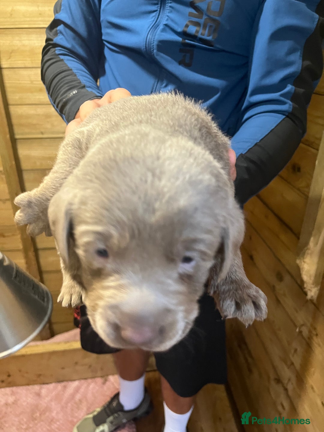 Labrador Retriever dogs for sale: Silver Labrador puppy’s  - Image 7