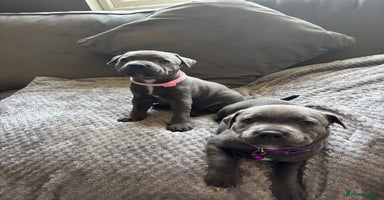 Staffordshire Bull Terrier dogs in Hitchin - Advert 1