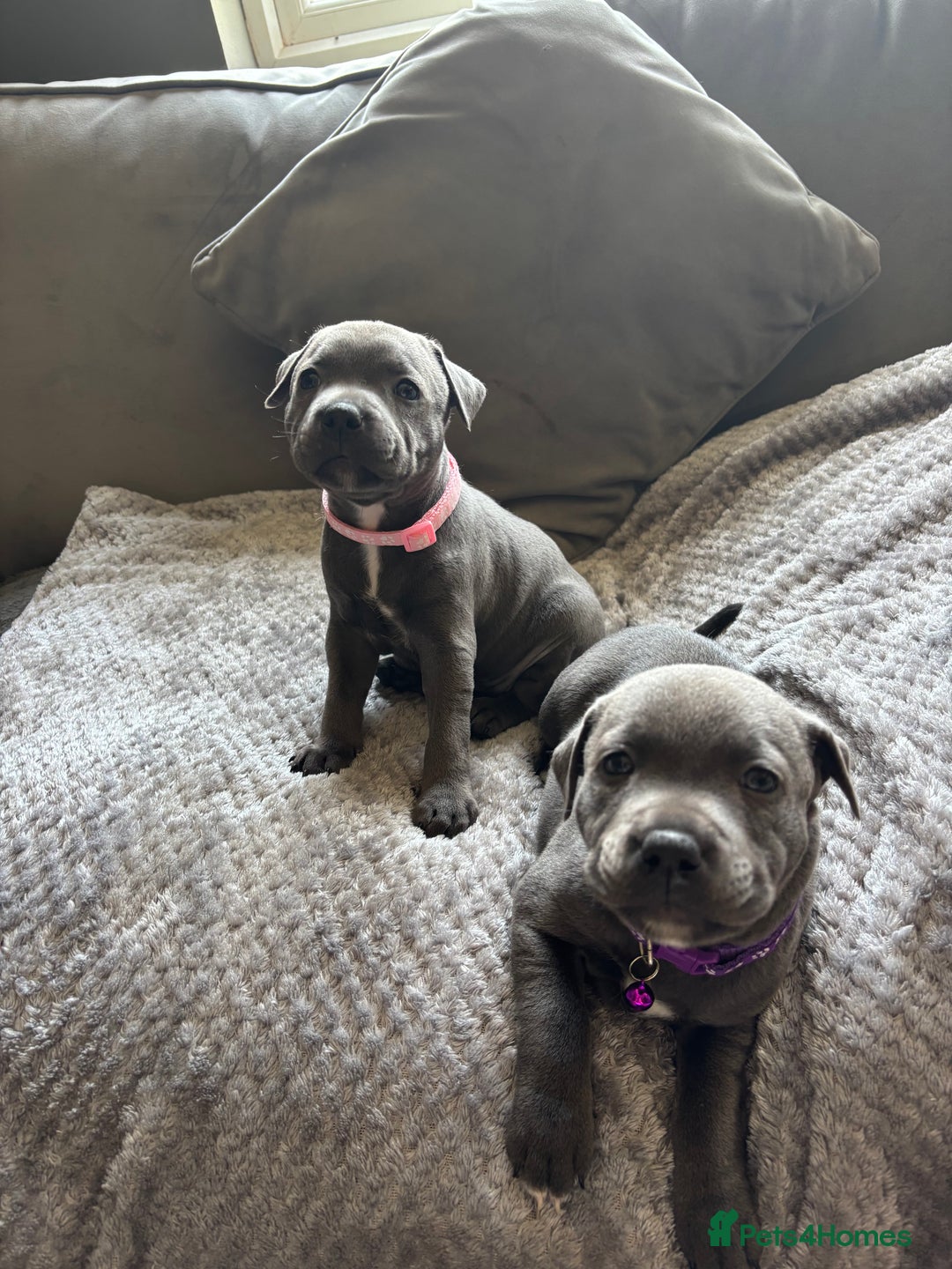 Staffordshire Bull Terrier dogs for sale: 1 male Blue Staff Bull Terrier pup 💙 in Hitchin - Image 4