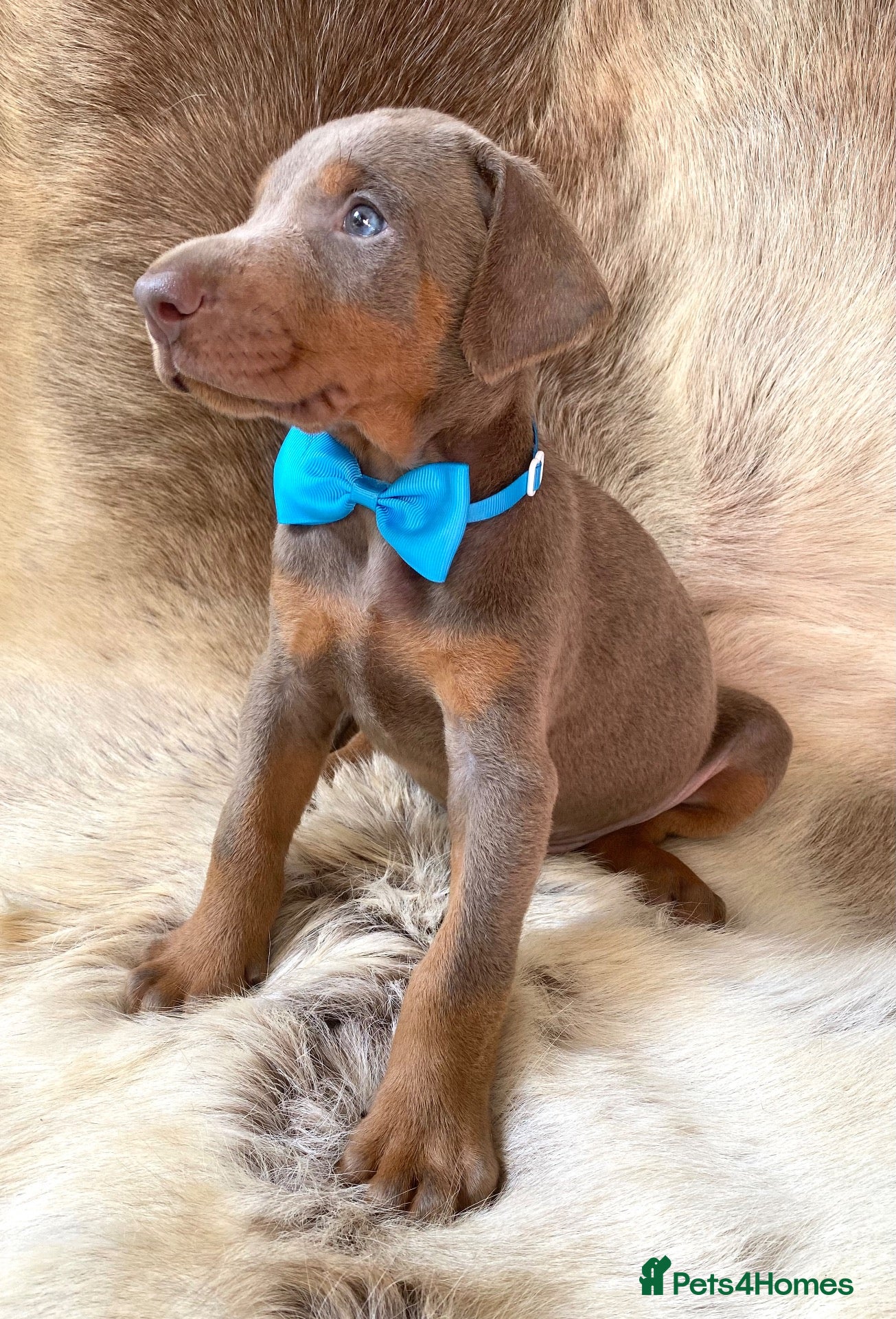 Dobermann dogs KC REGISTERED DOBERMAN PUPS - Advert 6