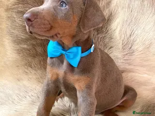 Dobermann dogs KC REGISTERED DOBERMAN PUPS - Advert 6