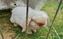 Mini Lop rabbits for sale: Spayed and neutered rabbits for adoption - Image 3