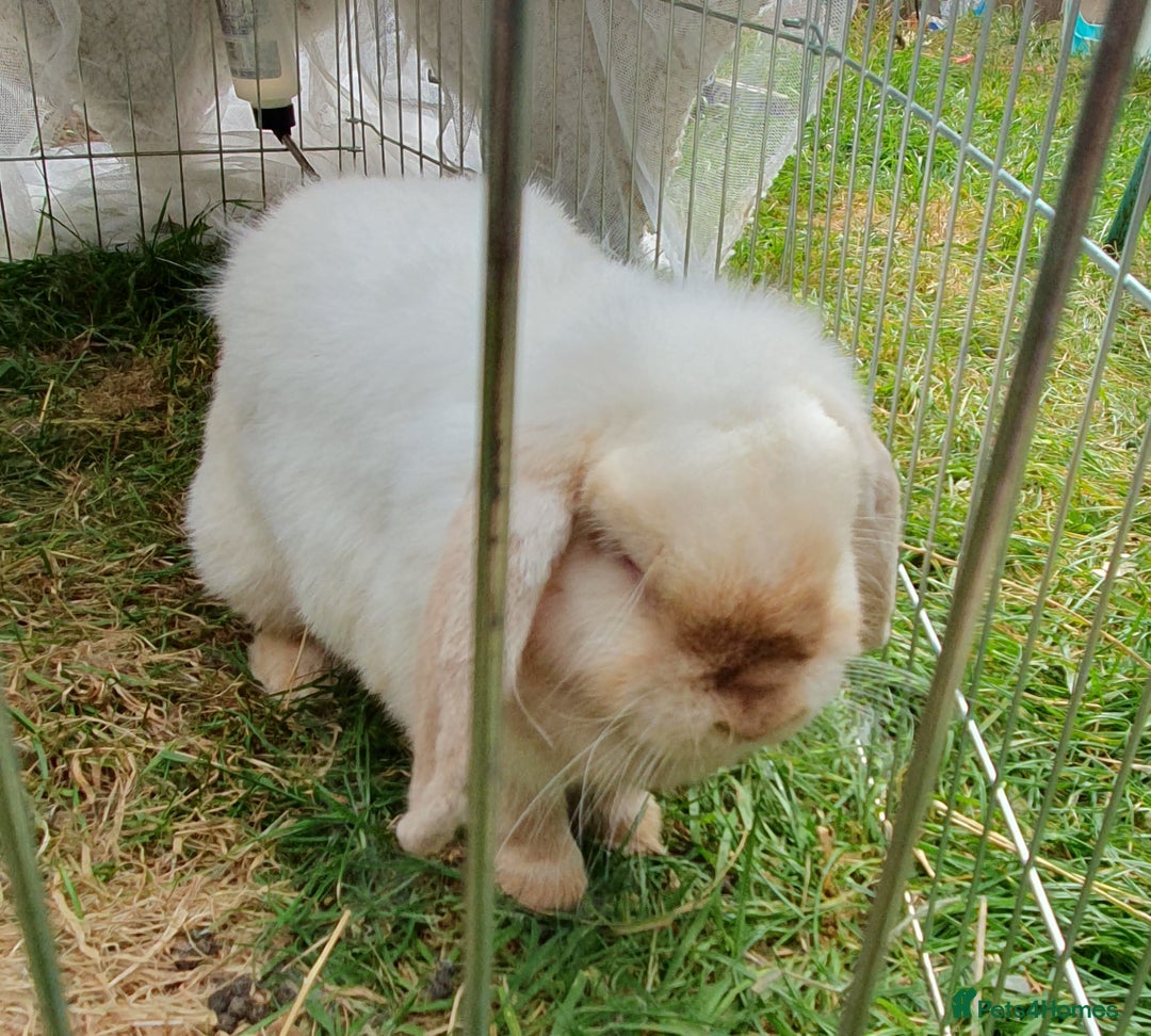 Mini Lop rabbits for sale: Spayed and neutered rabbits for adoption - Image 3