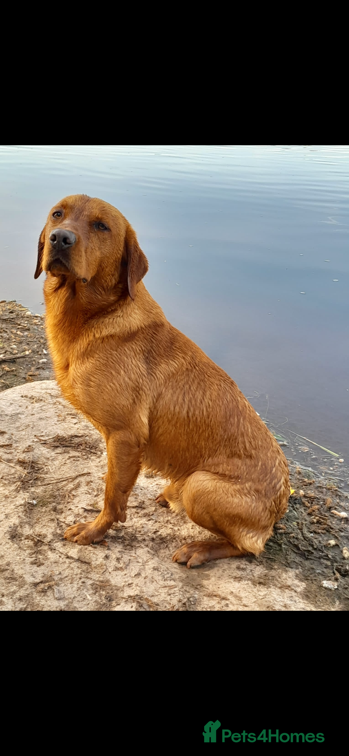 Labrador Retriever dogs PROVEN STUD Brock in Wigton - Advert 1