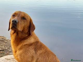 Labrador Retriever dogs PROVEN STUD Brock in Wigton - Advert 1