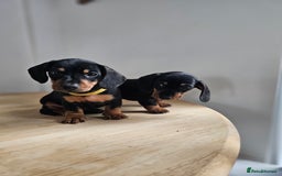 Miniature Dachshund dogs for sale: PRA CLEAR GORGEOUS MIN DACHSHUNDS  - Image 14