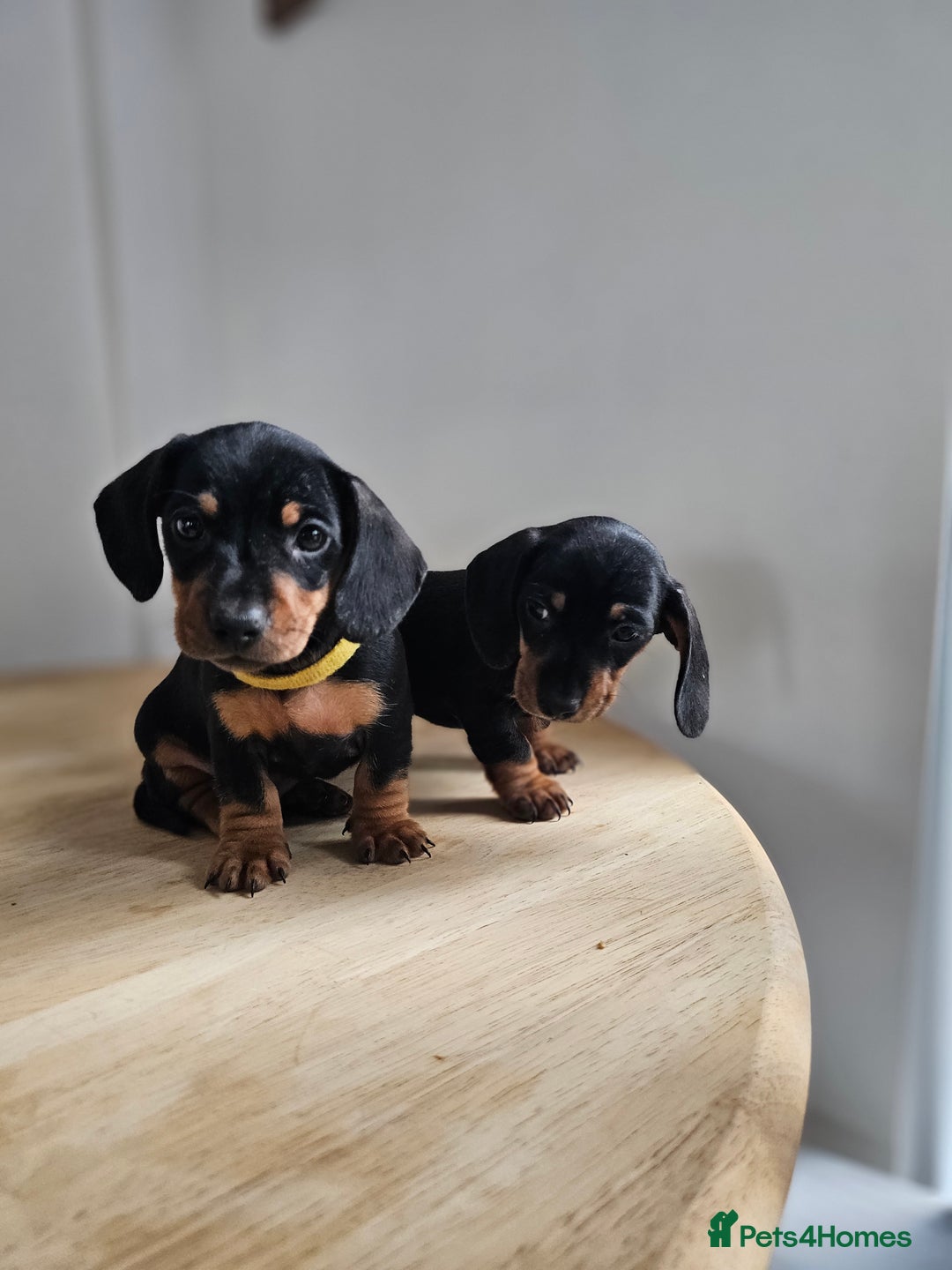Miniature Dachshund dogs for sale: PRA CLEAR GORGEOUS MIN DACHSHUNDS  - Image 14