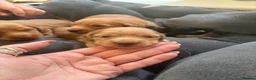 Miniature Dachshund dogs for sale:  KC Registered Long-Haired Dachshund Puppies ✨ - Advert 4