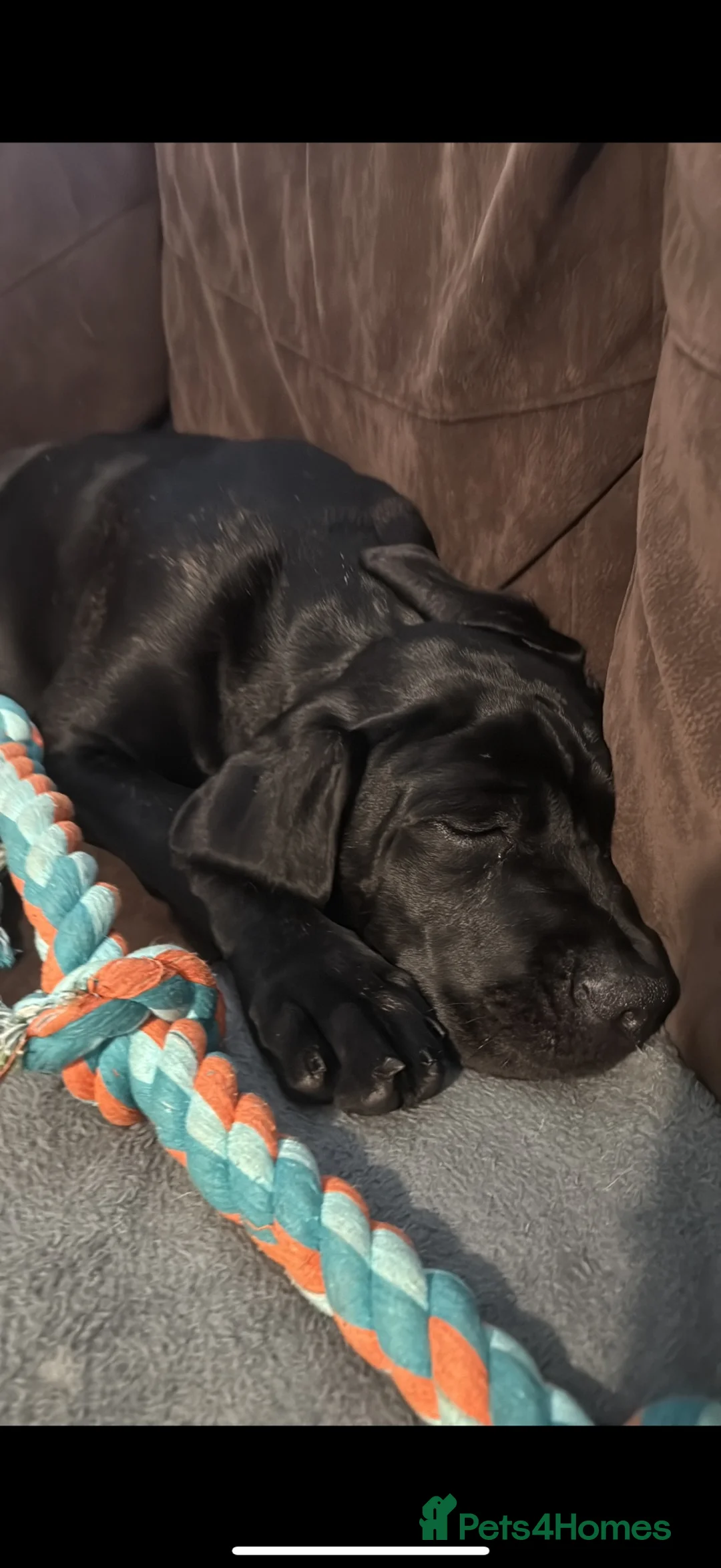 Cane Corso dogs for sale: 1 year old female corso needing forever home  - Advert 5