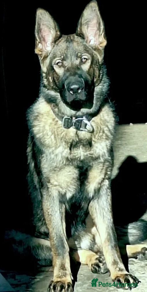 German Shepherd dogs Stunning female Czech line German Shepherd Female  - Advert 1