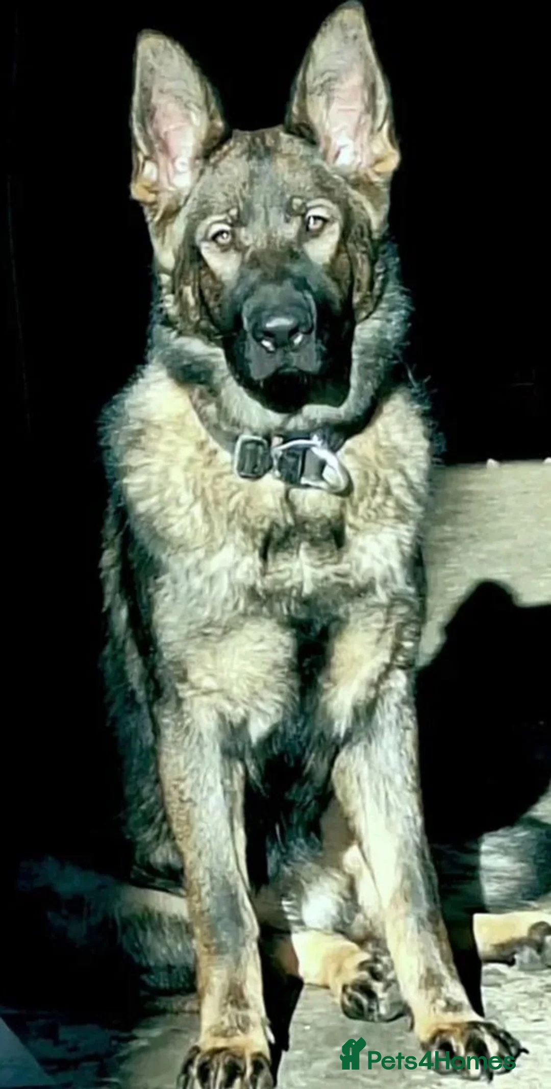 German Shepherd dogs for sale: Stunning female Czech line German Shepherd Female  - Advert 1