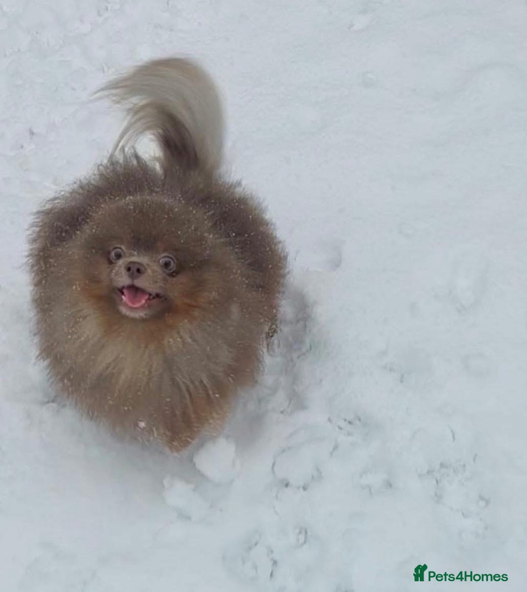 Pomeranian dogs for sale: Rare Beautiful Merle Pomeranians 💎 - Advert 12